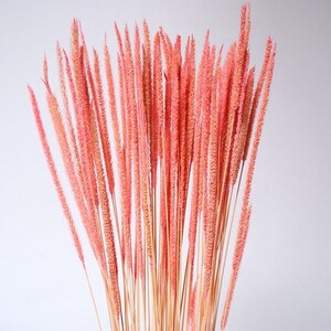 28&quot; Light Pink Timothy Grass/Blue pampas Grass/Assorted Sizes/Home Decor/Wedding Decor/Dusty Blue Wedding/Mini Pampas/Wedding Decor