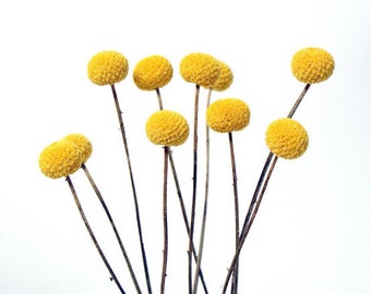 10PC Large Yellow Craspedia/Dried Flower/Billy Balls/Globosa Seeds/Floral decor/Vase Decor/Minimalistic Decor