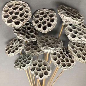 Lotus Pods White Branches/Curly Twigs/Branches/Centerpiece decor/ Decoration Branches/Gold Branches/Glitter Branches/Silver Branches