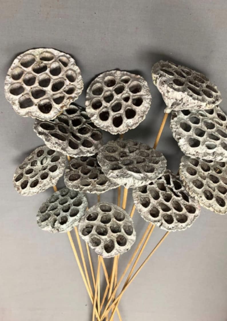 Peut inclure: Un bouquet de gousses de lotus s&eacute;ch&eacute;es avec des tiges. Les gousses sont de couleur gris clair et pr&eacute;sentent un motif en nid d'abeille.