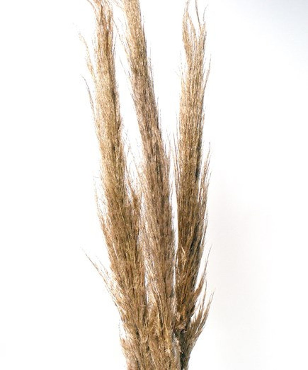 flowerlower320design Brown Feather A single brown feather with intricate details and smooth