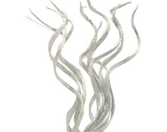 May include: A cluster of silver-colored, decorative curly willow branches against a white background. The branches have a textured, ribbon-like appearance and are arranged in a flowing, upward direction. Ideal for floral arrangements and home decor.