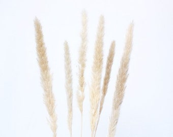 Puede incluir: Un ramo de hierba de la pampa seca con plumas de color beige y crema. Las plumas son largas y plumosas, y están dispuestas en un jarrón.