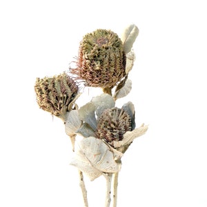 3PC White Wash Banksia Coccinea/Curly Twigs/Branches/Centerpiece decor/Decoration Branches/Gold Branches/Glitter Branches/Silver Branches