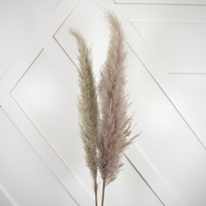 New 1 Piece Grey  Pampas Grass/Assorted Sizes/Home Decor/Rustic Wedding Decor/ Brown Pampas/ Ivory Pampas/ Natural Pampas/