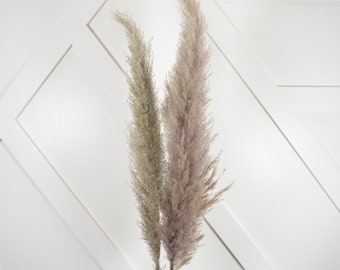 New 1 Piece Grey  Pampas Grass/Assorted Sizes/Home Decor/Rustic Wedding Decor/ Brown Pampas/ Ivory Pampas/ Natural Pampas/