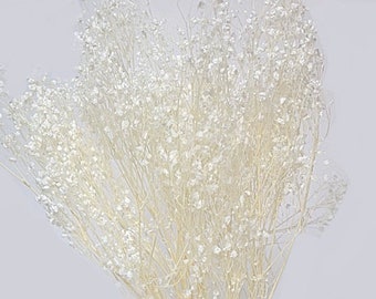 May include: A bunch of dried baby's breath flowers in a white color. The flowers are delicate and have a feathery texture.