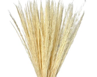 May include: A bundle of dried pampas grass plumes, featuring a soft, beige color. The feathery plumes are arranged in a dense, upward-sweeping formation against a white background. This decorative element is suitable for home decor and floral arrangements.