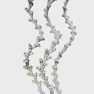 May include: Four pale gray, curved branches with small, textured buds. The branches have a slightly weathered appearance, with a subtle blue-gray hue. The background is a plain, light gray.