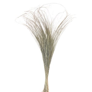May include: A bunch of dried pampas grass with long, feathery stems in a light brown colour.