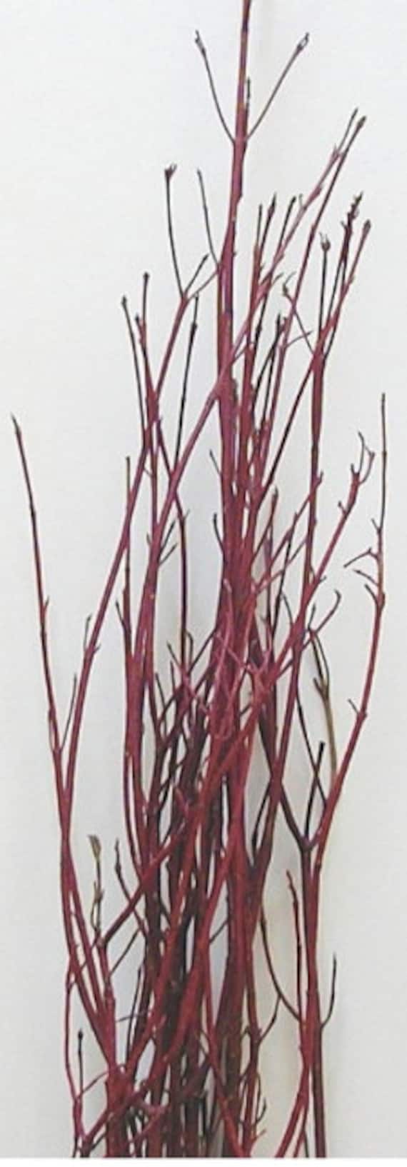 Rama blanca carmesí/Ramitas rizadas/Ramas/Decoración de centro de mesa/ Invierno/Ramas decorativas/Ramas/Ramas brillantes/Ramas plateadas - Etsy  México, image size:570x1634