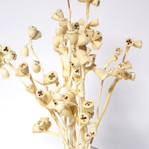 8&quot;-10&quot; Bleached Conical Gum Stems/Curly Twigs/Branches/Centerpiece decor/Decoration Branches/Gold Branches/Glitter Branches/Silver Branches