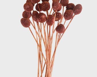 Large Craspedia Stems/Dried Flower/Billy Balls/Globosa Seeds/Floral decor/Vase Decor/Minimalistic Decor