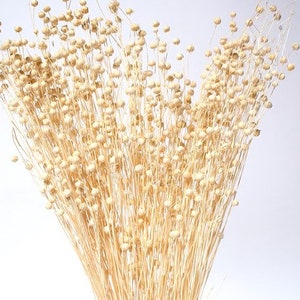 24&quot; Bleached Linum/Dried Canary Grass/Dried Flax/Home Decor/Dried Decor/Vase Filler/Dried Flax Bunch/Pampas Decor/Floral Vase