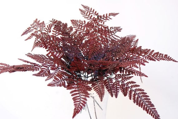 7-10 "Mini erhaltener Farn / blaues Pampasgras / verschiedene Gren /  Wohnkultur / Hochzeitsdekor / staubige blaue Hochzeit / Mini Pampas /  Hochzeitsdekor - Etsy.de