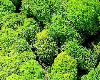 Reindeer Moss/Decorative Moss/Greenery/Decor Ideas/Green Bawl Filler/Moss Decoration/Green Table Decor/Home Decor