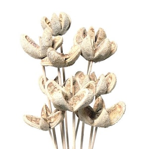 White Wash Wild Orange/Cones/Pine Cones On Sticks/Rustic Decor Idea/Rustic Bowl Filler/Wicker Decoration/Rustic Table Decor