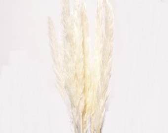 May include: A bunch of dried pampas grass with long, feathery plumes in a creamy white color.