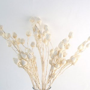May include: A bouquet of dried, cream-colored flowers in a clear vase. The flowers have a delicate, textured appearance with elongated buds and slender stems. The arrangement is set against a plain white background, highlighting the natural beauty of the dried floral stems.