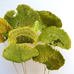 May include: A bouquet of dried, green and yellow mushrooms with a fan-like shape. The mushrooms are arranged in a cluster and have a natural, rustic look.