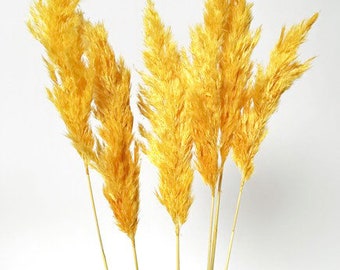 6 Stück 30 "Orange Pampas Gras / Bündel / Haus / rustikale Hochzeitsdeko / braune Pampas / Elfenbein Pampas / natürliche Pampas / 2,5 ft lange Pampas