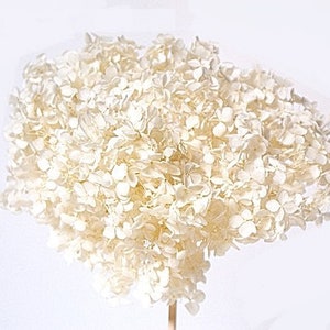 8&quot; Preserved Bleached Hortensia/Floral Spray/Florals/Wedding/White/Greenery Bushel/ Outdoor Wedding Greenery/Centerpiece Decor/Faux Flowers/