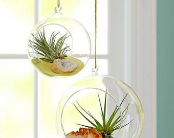 3" Round Bulb Terrarium, Geometric Glass Terrarium, Modern Planter, Wedding Centerpiece, Air Plant Terrarium, Succulent Planter