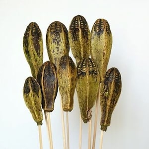 9PC Moss Green Mahogony Pods on Sticks/Curly Twigs/Branches/Centerpiece Decor/Decoration Branches/Gold Branches/Rustic Decor/Home Decor