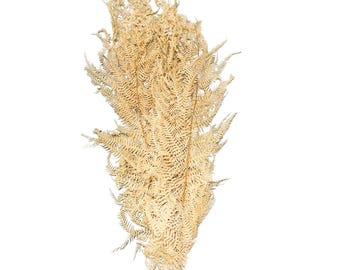 30"Gebleichte Farn Blätter/Pampas Bündel/Wohndekor/Rustische Hochzeitsdeko/Braune Pampas/Ivory Pampas/Gebleichte Ming Spargel getrocknet