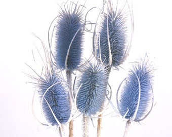 Cardères bleu clair 61 cm/Branches/Décoration de centre de table/Pays des merveilles de l'hiver/Branches décoratives/Branches dorées/Décoration d'intérieur