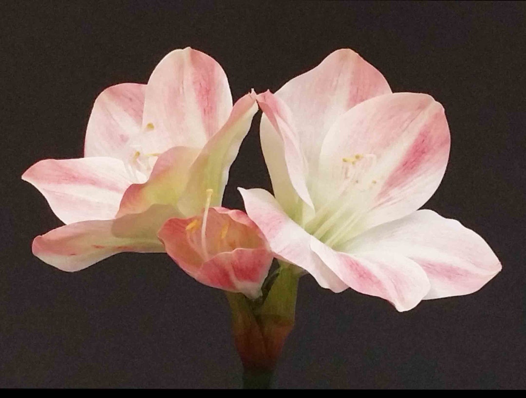 25 Pink Real Touch Amaryllis/floral Spray/florals/ Etsy