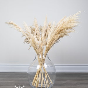 1pc 30 Cream, Golden or Ivory Pampas Grass 28 12-14 Fluff/pampas  Bundle/rustic Wedding Decor/brown Pampas/ivory Pampas/ Natural Pampas/ 