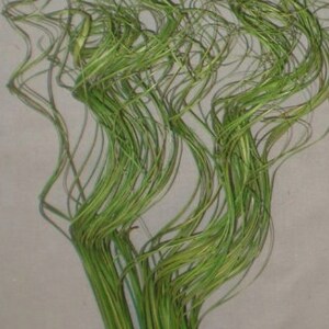 May include: A bunch of green curly willow stems, a type of dried floral arrangement.