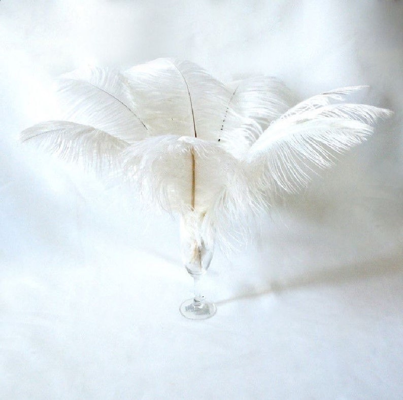 May include: A bunch of white ostrich feathers arranged in a fan shape and placed in a clear glass vase.