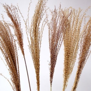 6pc 28&quot; Grey Pampas Fern/Blue pampas Grass/Assorted Sizes/Home Decor/Wedding Decor/Dusty Blue Wedding/Mini Pampas/Wedding Decor