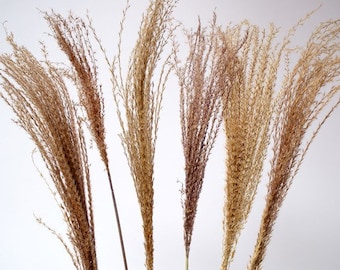6 Stück 71 cm Grau Pampas Farn/Blau Pampas Gras/Verschiedene Größen/Wohnkultur/Hochzeitsdeko/Dusty Blue Hochzeit/Mini Pampas/Hochzeitsdeko