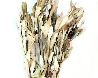 65 cm 112 g Natürliches Integrifolia/Blaues Pampasgras/Verschiedene Größen/Wohnkultur/Hochzeitsdeko/Dusty Blue Hochzeit/Mini Pampas/Hochzeitsdeko