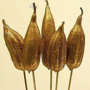 4-8&quot; Gold Sparkle Jhinga Pods/Cones/Pine Cones On Sticks/Rustic Decor Idea/Rustic Bowl Filler/Home Decor/Rustic Table Decor/Vase Filler