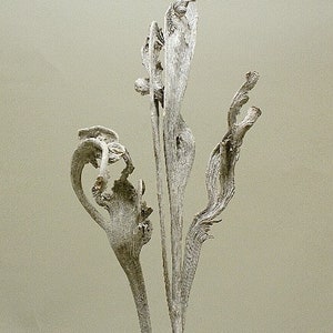 Large White Wash Natraj Stems/Cones/Pine Cones On Sticks/Rustic Decor Idea/Rustic Bowl Filler/Home Decor/Rustic Table Decor/Vase Filler