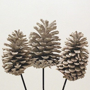 5&quot;-7&quot; White Wash Pine Cones On Stems/Cones/Pine Cones On Sticks/Rustic Decor Idea/Rustic Bowl Filler/Wicker Decoration/Rustic Table Decor