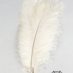 May include: A single white ostrich feather with a long, thin shaft. The feather is soft and fluffy, with a delicate, feathery texture.