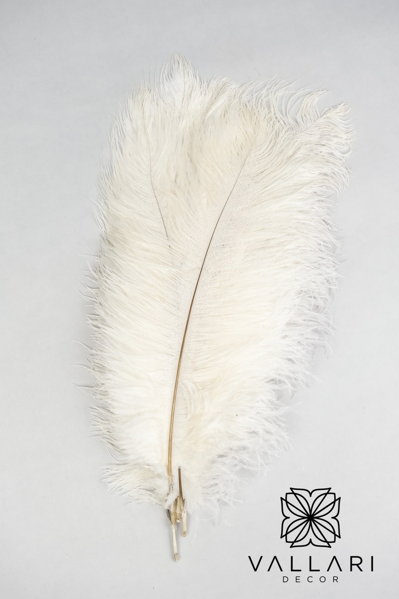 May include: A single white ostrich feather with a long, thin shaft. The feather is soft and fluffy, with a delicate, feathery texture.