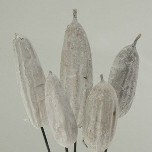 4&quot;-6&quot; Jhinga Pods/Cones/Pine Cones On Sticks/Rustic Decor Idea/Rustic Bowl Filler/Rustic Table Decor/Fall Decor/Spring Decor