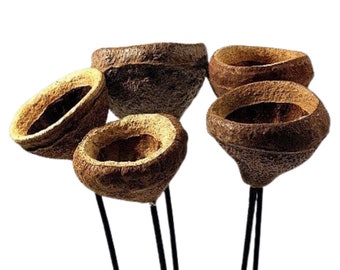 Chapeuzinho Pods Stems/Cones/Dried Items On Sticks/Rustic Decor Idea/Rustic Bowl Filler/Home Decor/Rustic Table Decor/Vase Filler