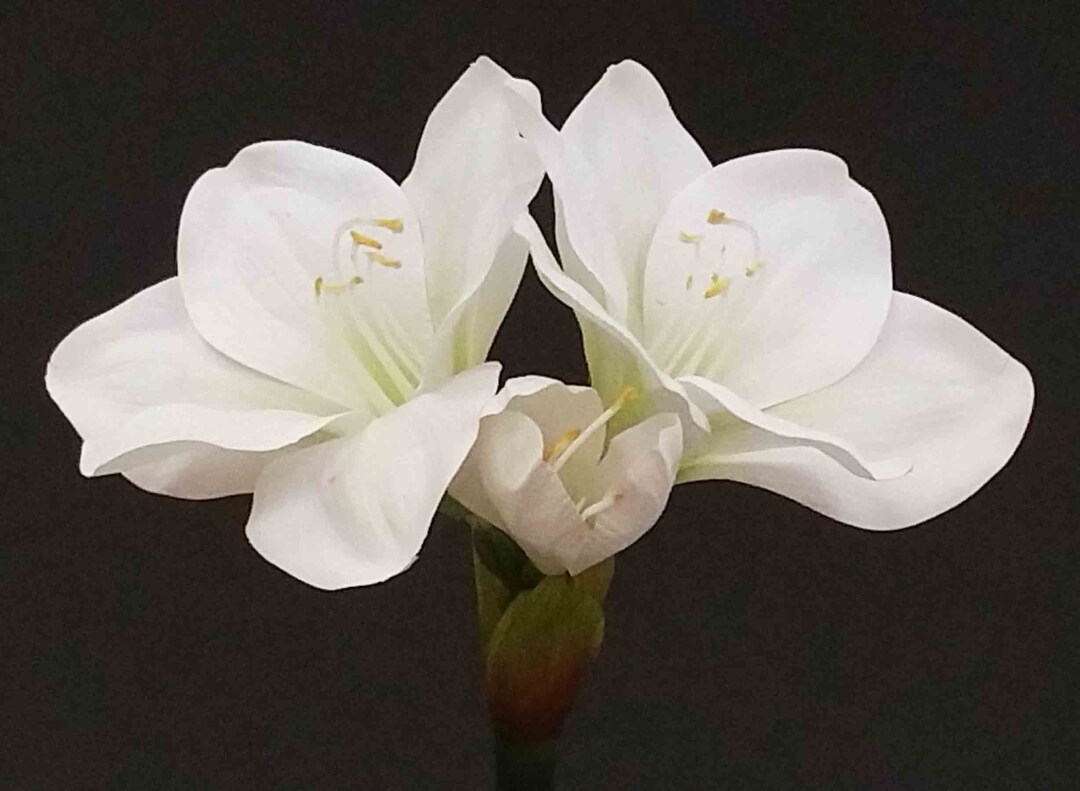 25 White Real Touch Amaryllis/floral Spray/florals/ Wedding/ White