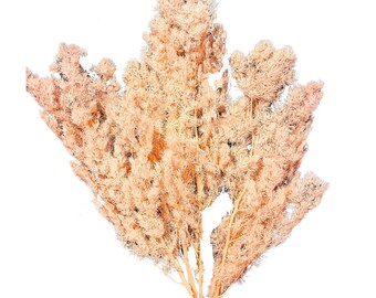 24" Peach Ming Fern Bundle/Pampas Bundle/Home Decor/Rustic Wedding Decor/Brown Pampas/Ivory Pampas/Bleached Ming Asparagus Dried