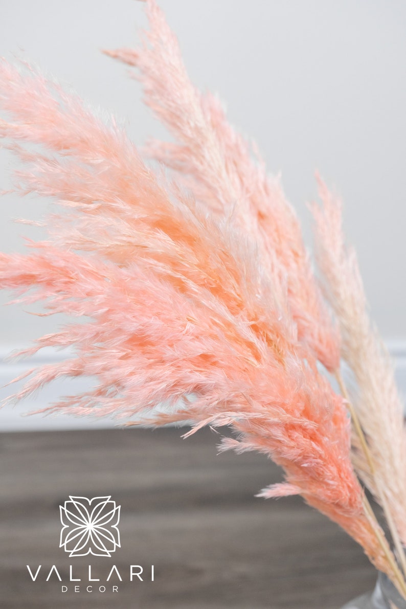 Light Pink/blush Pampas Grass/assorted Sizes/home Decor/rustic Etsy
