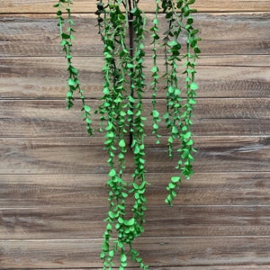 41&quot; Eucalyptus Hanging Vine Stem/Garland/Green Artificial Garland/Green Garland/Natural Garland/Wedding Decor/Event Decor/Hanging Greenery