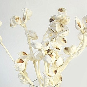 5pc Bleached Hakea Stems/Curly Twigs/Branches/Centerpiece decor/Decoration Branches/Gold Branches/Glitter Branches/Silver Branches