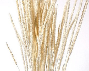 72 cm weißes Lieschgras/blaues Pampasgras/verschiedene Größen/Wohnkultur/Hochzeitsdeko/Dusty Blue Hochzeit/Mini Pampas/Hochzeitsdeko